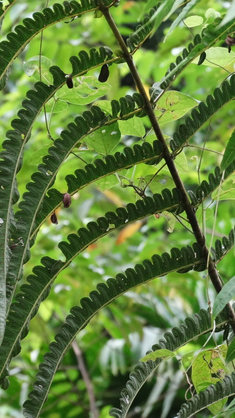 Cyathea mutica photo 5