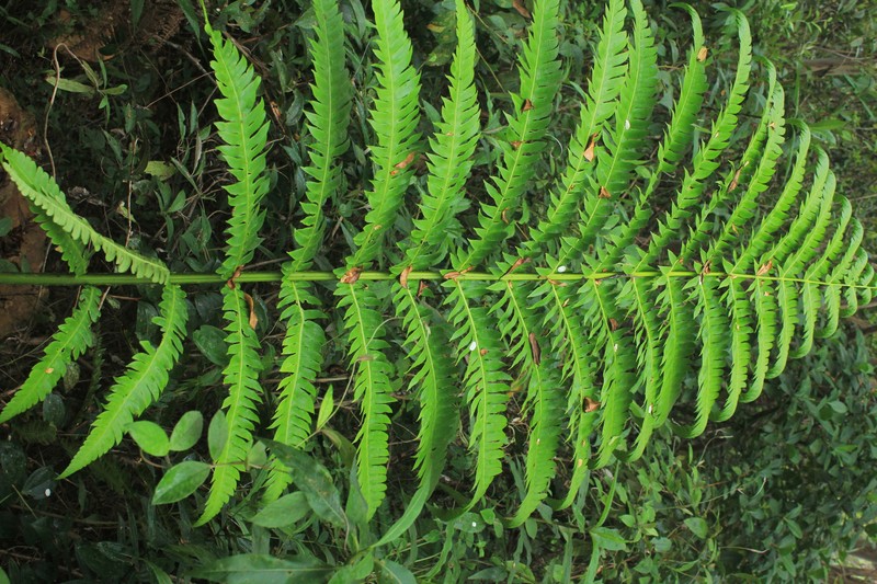 Cyathea mutica photo 6