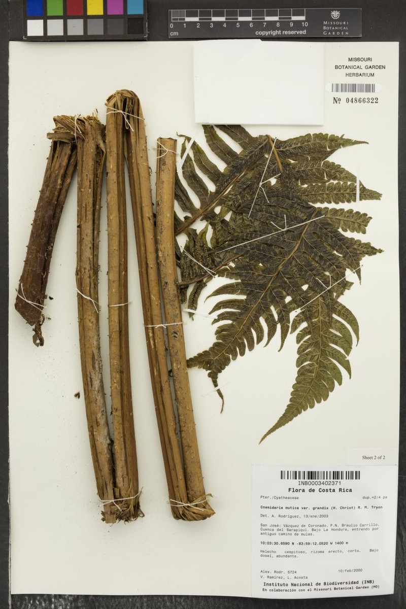 Cyathea mutica var. grandis photo 2