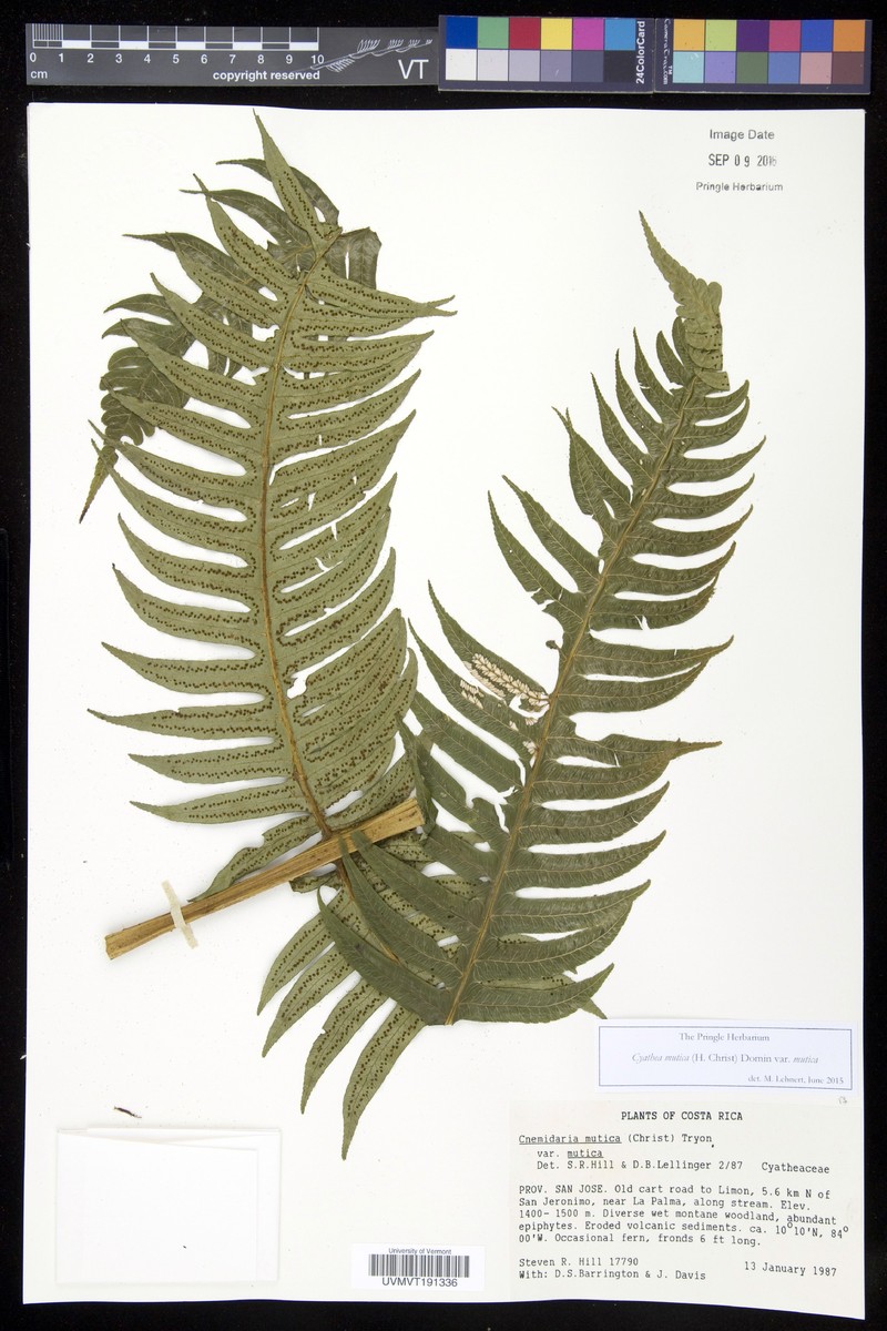 Cyathea mutica var. mutica