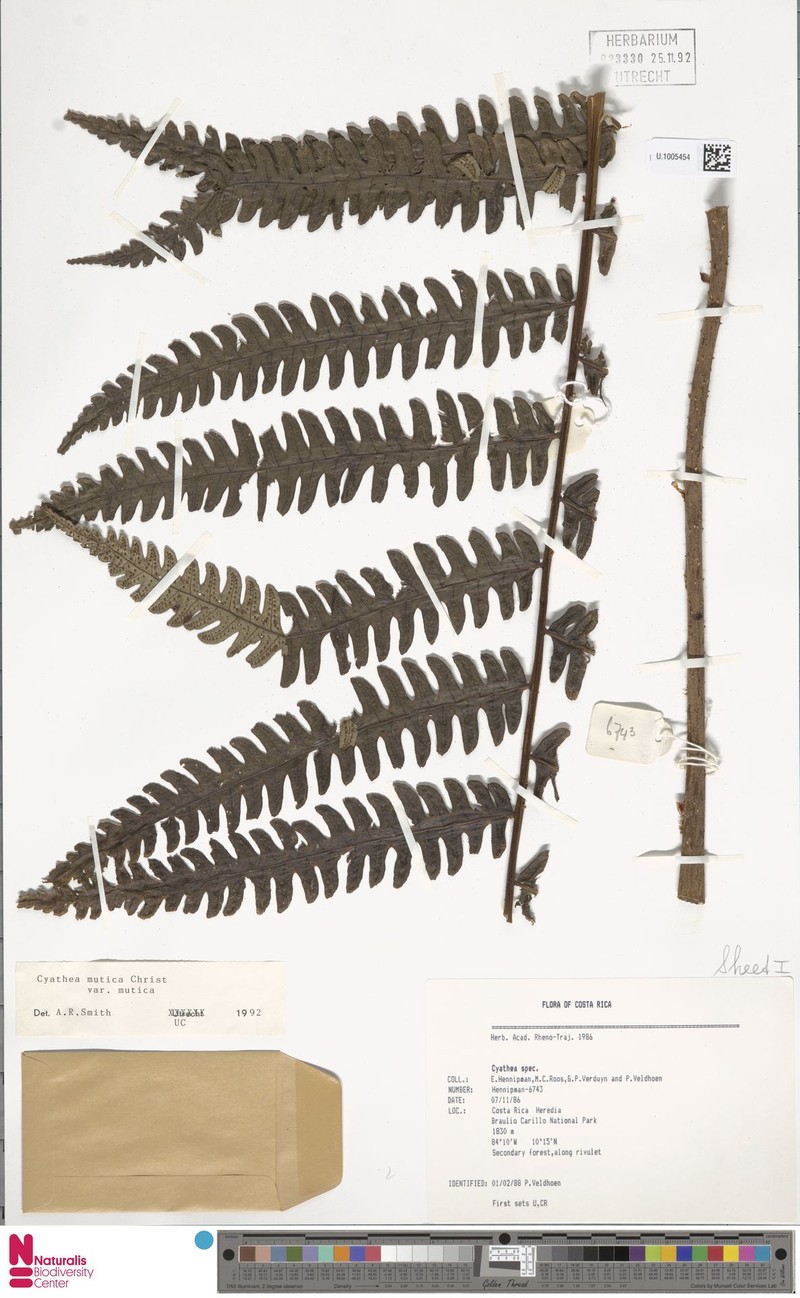 Cyathea mutica var. mutica photo 2