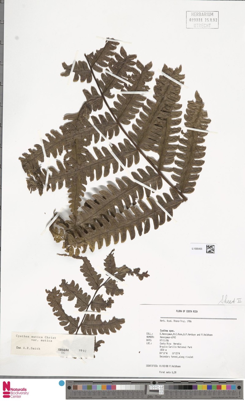 Cyathea mutica var. mutica photo 3