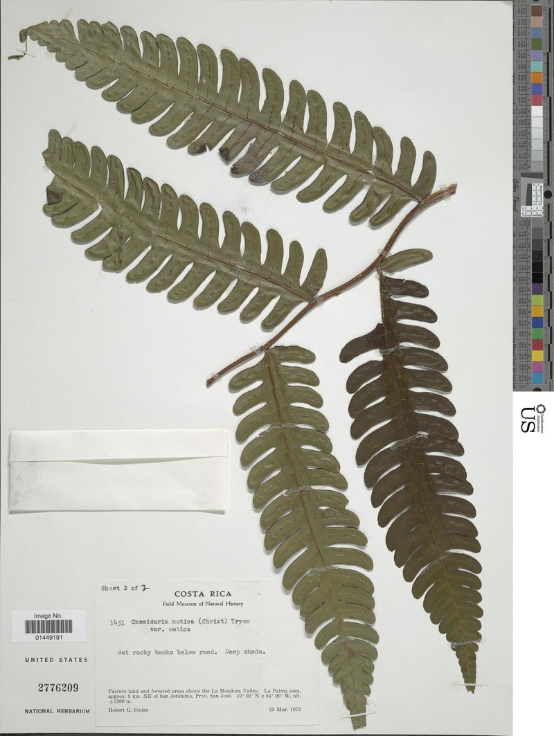Cyathea mutica var. mutica photo 4