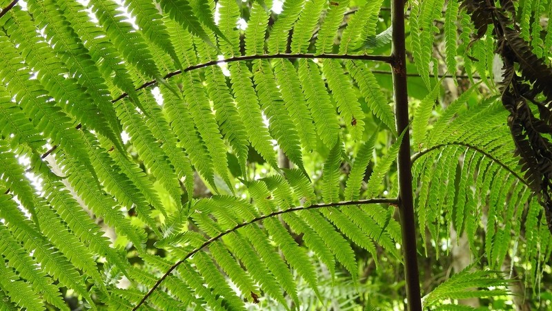 Cyathea myosuroides photo 2