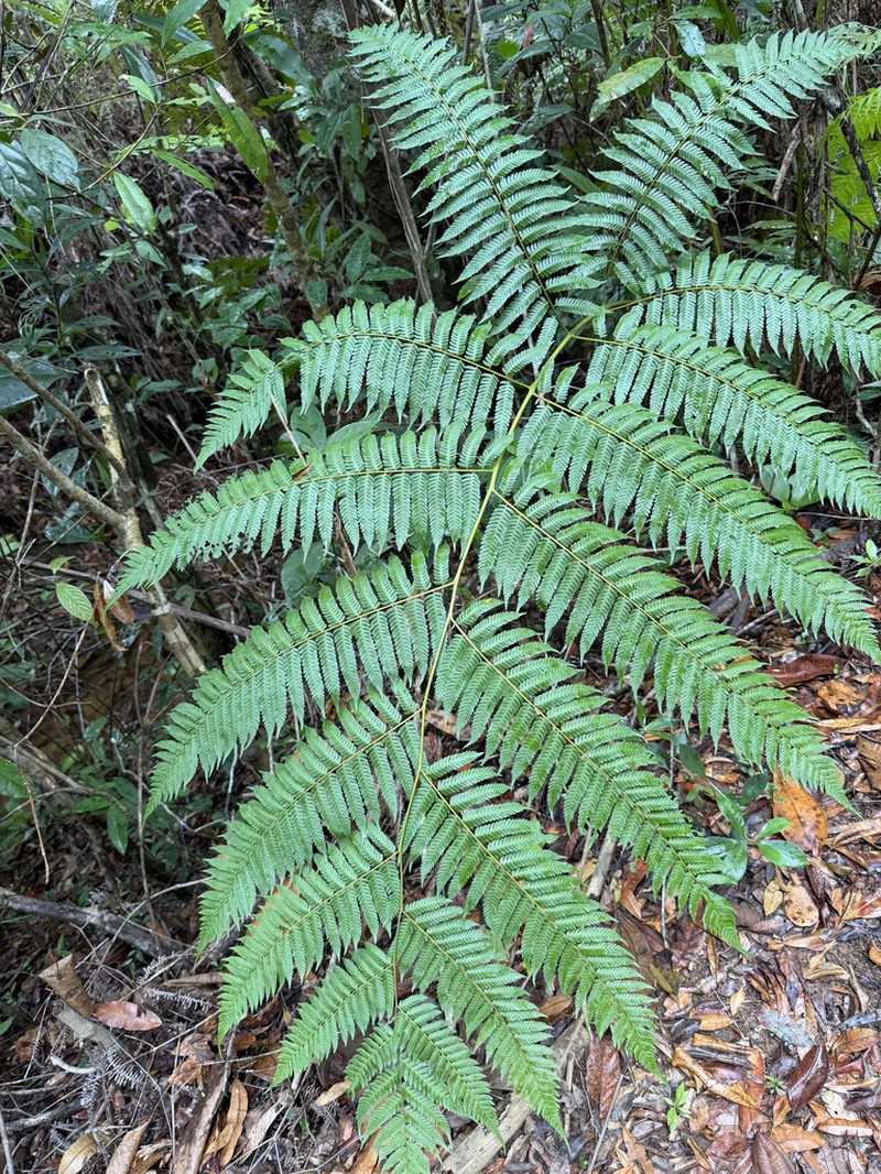 Cyathea myosuroides photo 3
