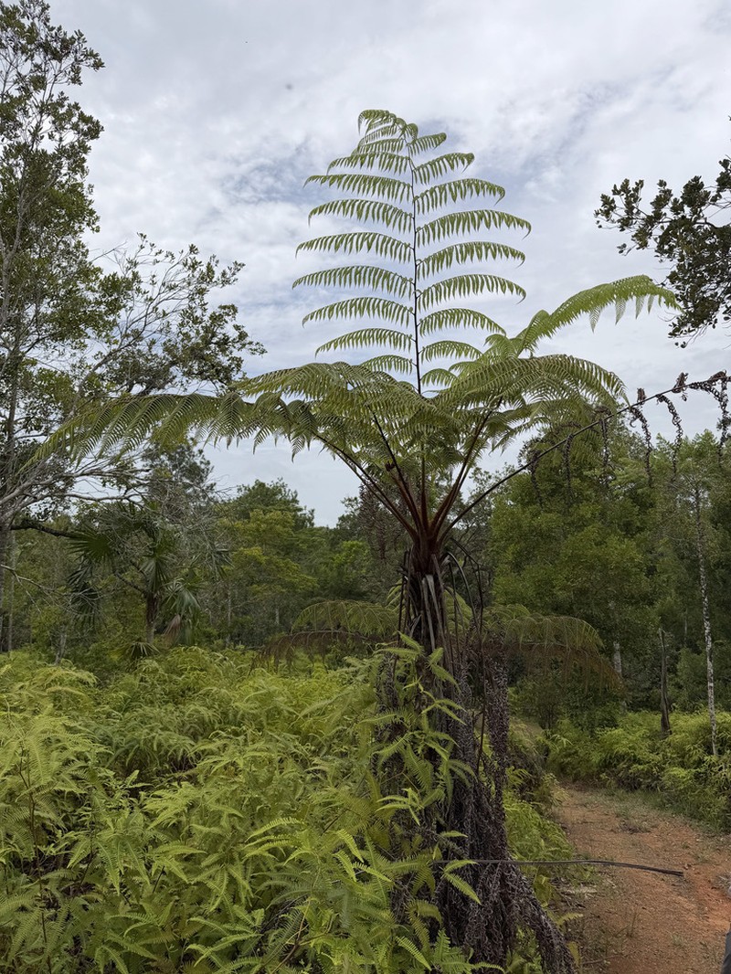 Cyathea myosuroides photo 4