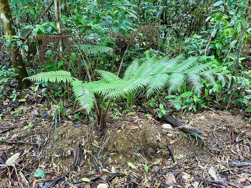 Cyathea myosuroides photo 5