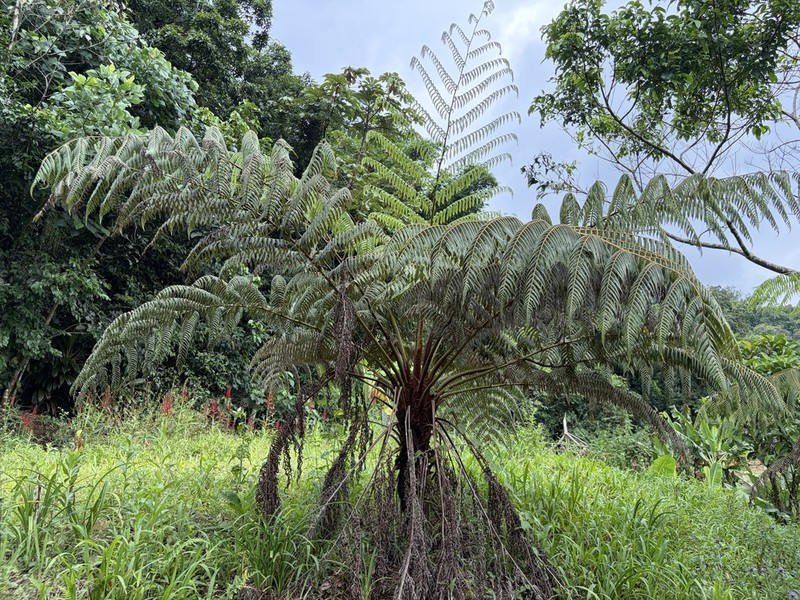 Cyathea myosuroides photo 6