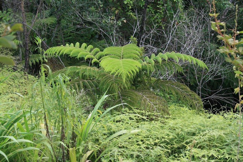 Cyathea myosuroides photo 7