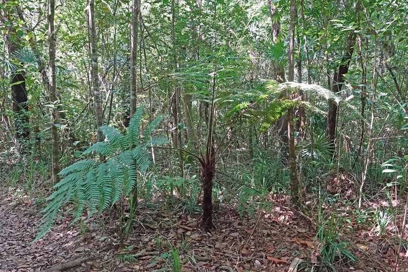 Cyathea myosuroides photo 8
