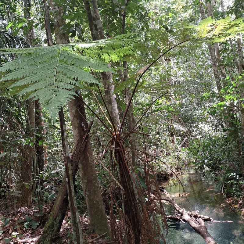 Cyathea myriotricha