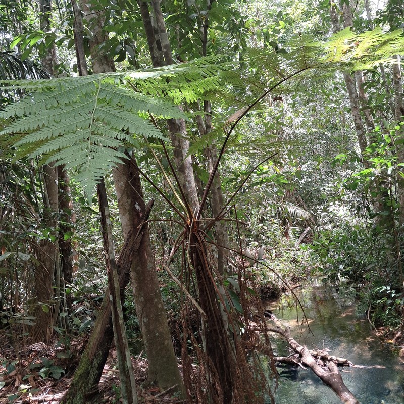 Cyathea myriotricha photo 2