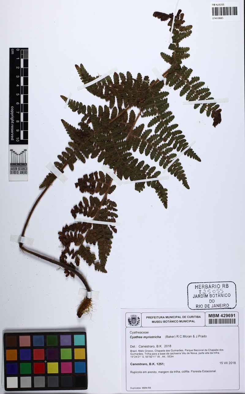 Cyathea myriotricha photo 3