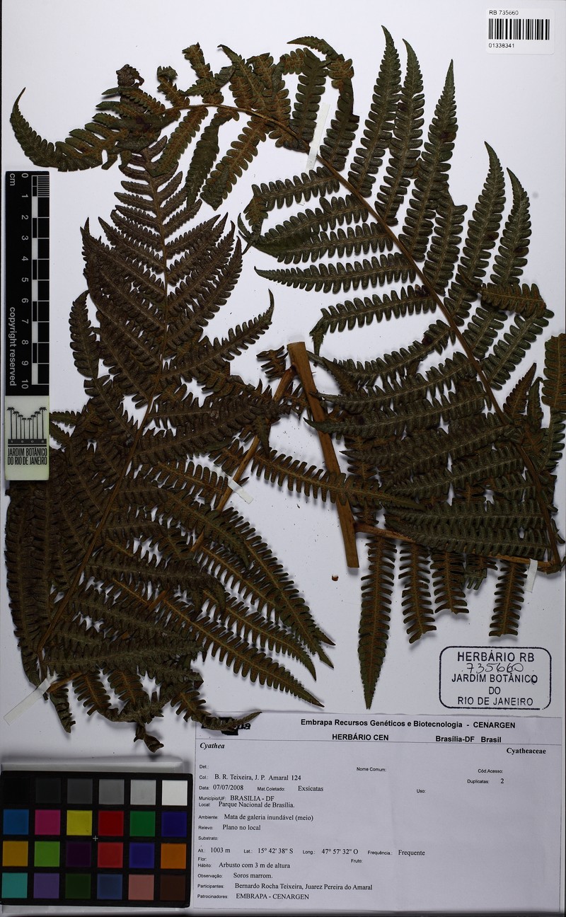 Cyathea myriotricha photo 4
