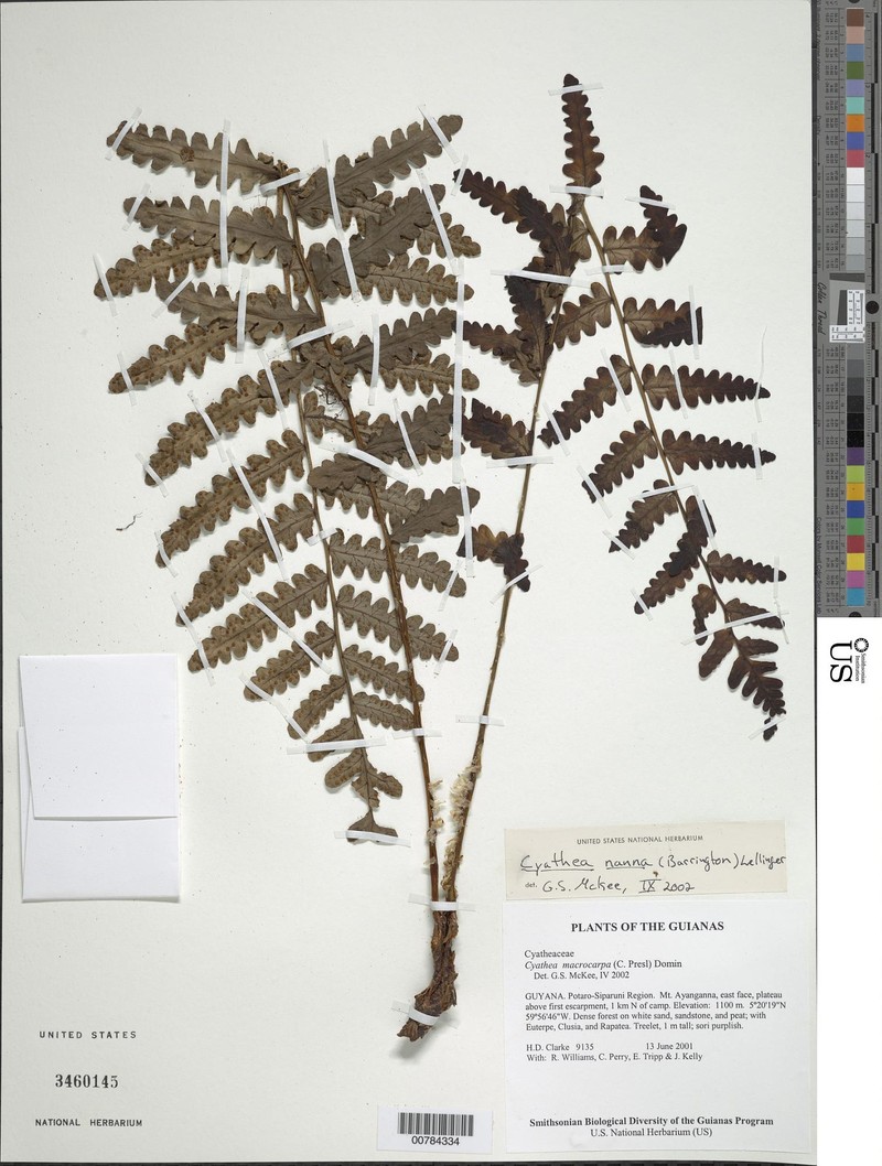 Cyathea nanna