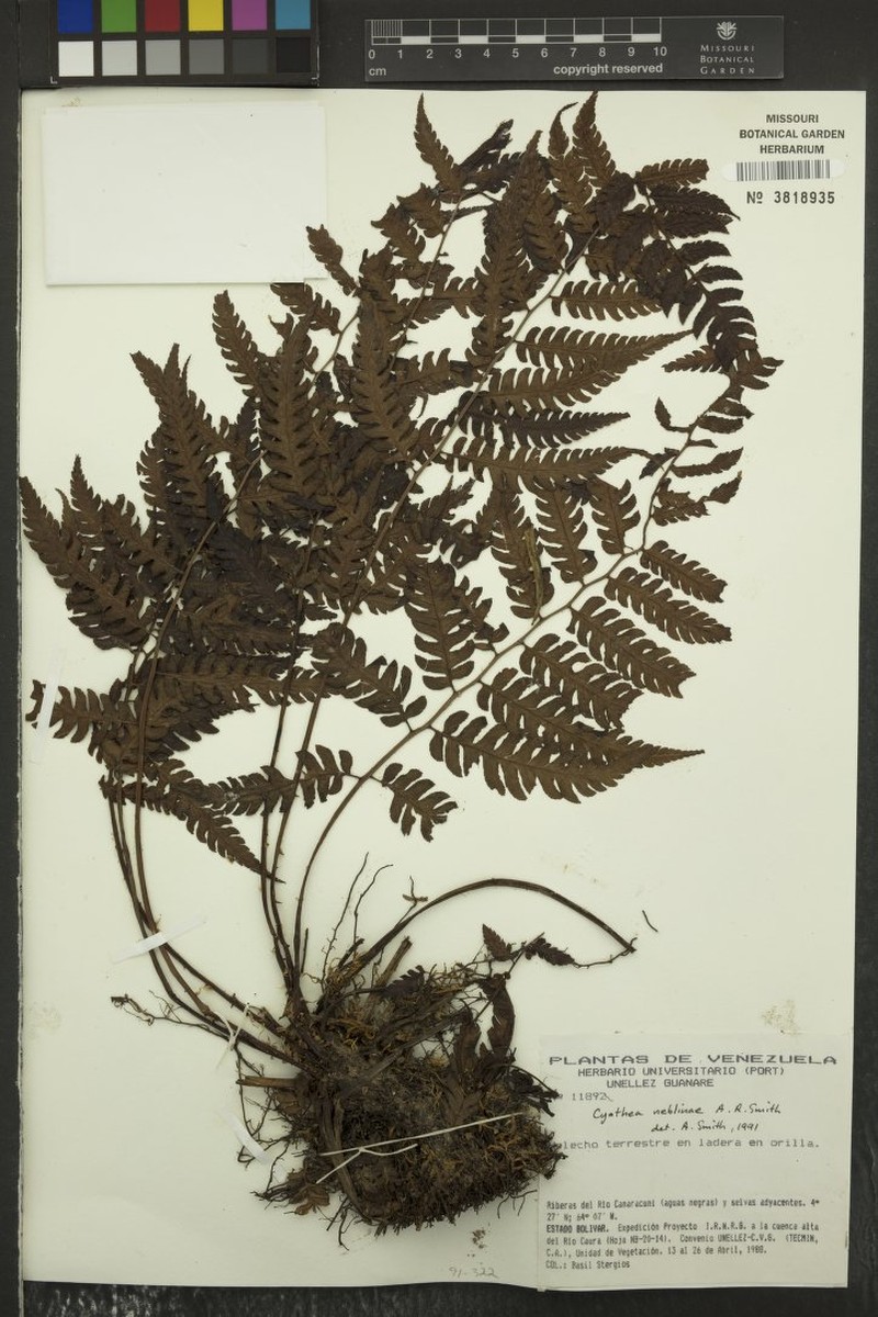 Cyathea neblinae
