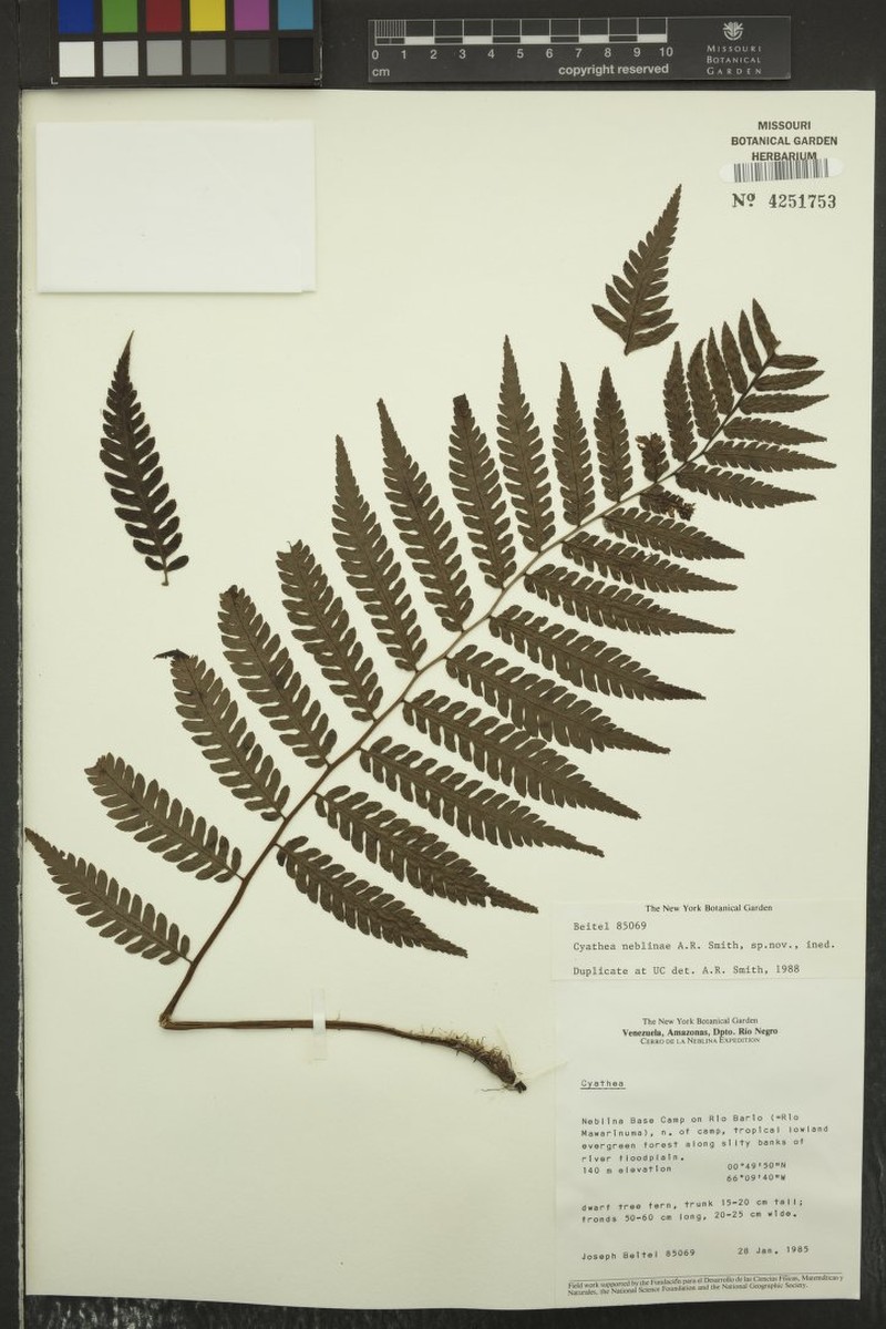 Cyathea neblinae photo 2