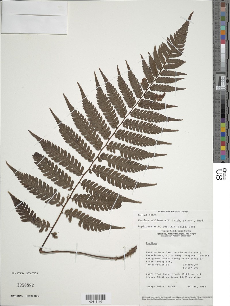 Cyathea neblinae photo 3