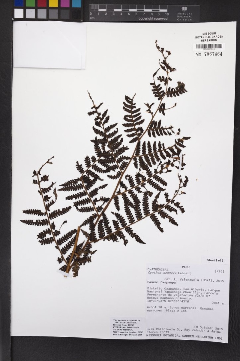 Cyathea nephele
