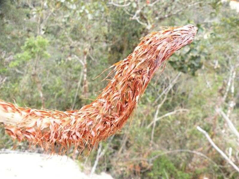 Cyathea nephele photo 2