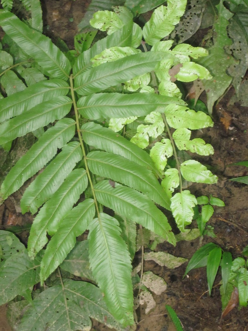 Cyathea nervosa