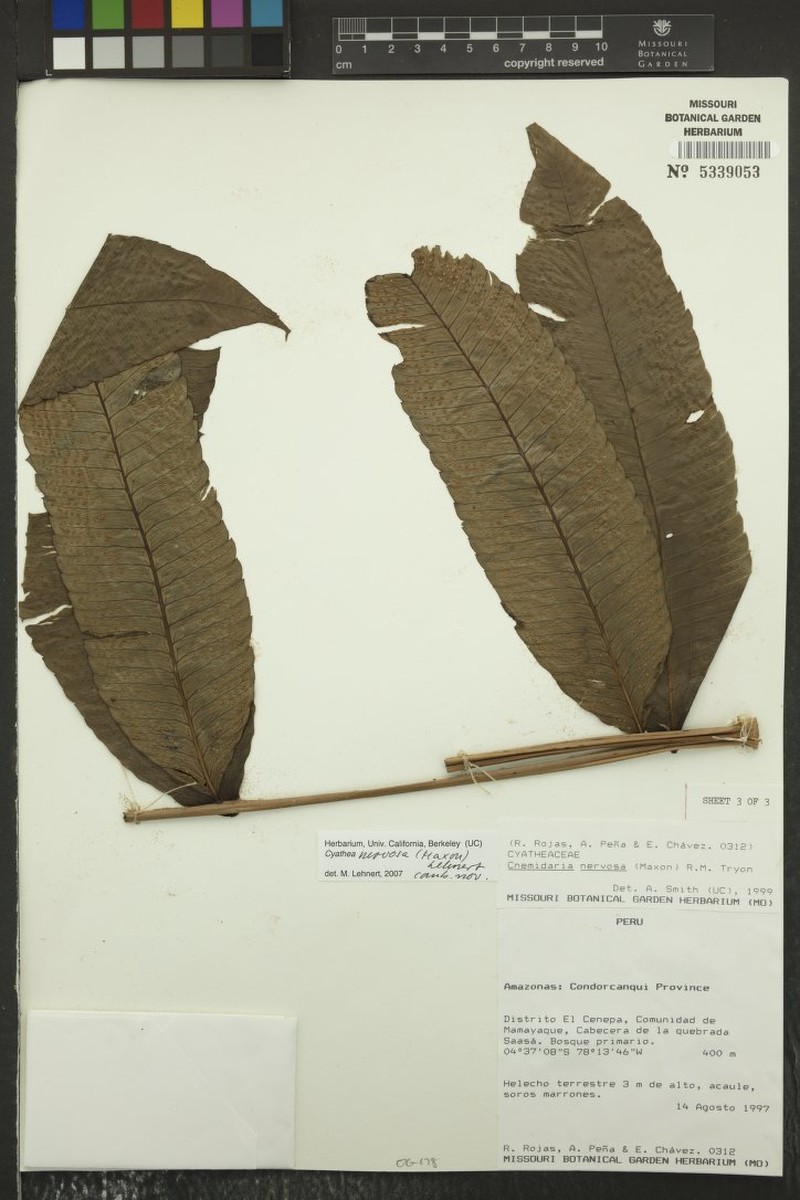 Cyathea nervosa photo 2