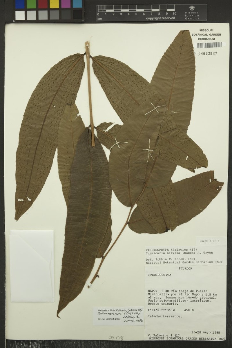 Cyathea nervosa photo 3