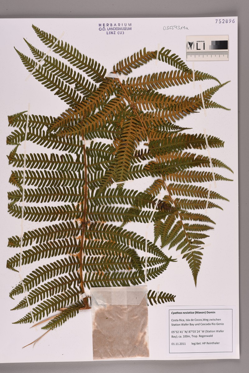 Cyathea nesiotica