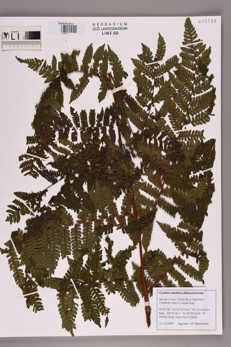 Cyathea nesiotica photo 2