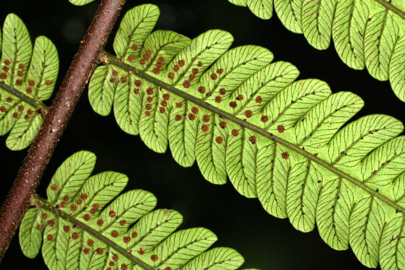 Cyathea nigripes