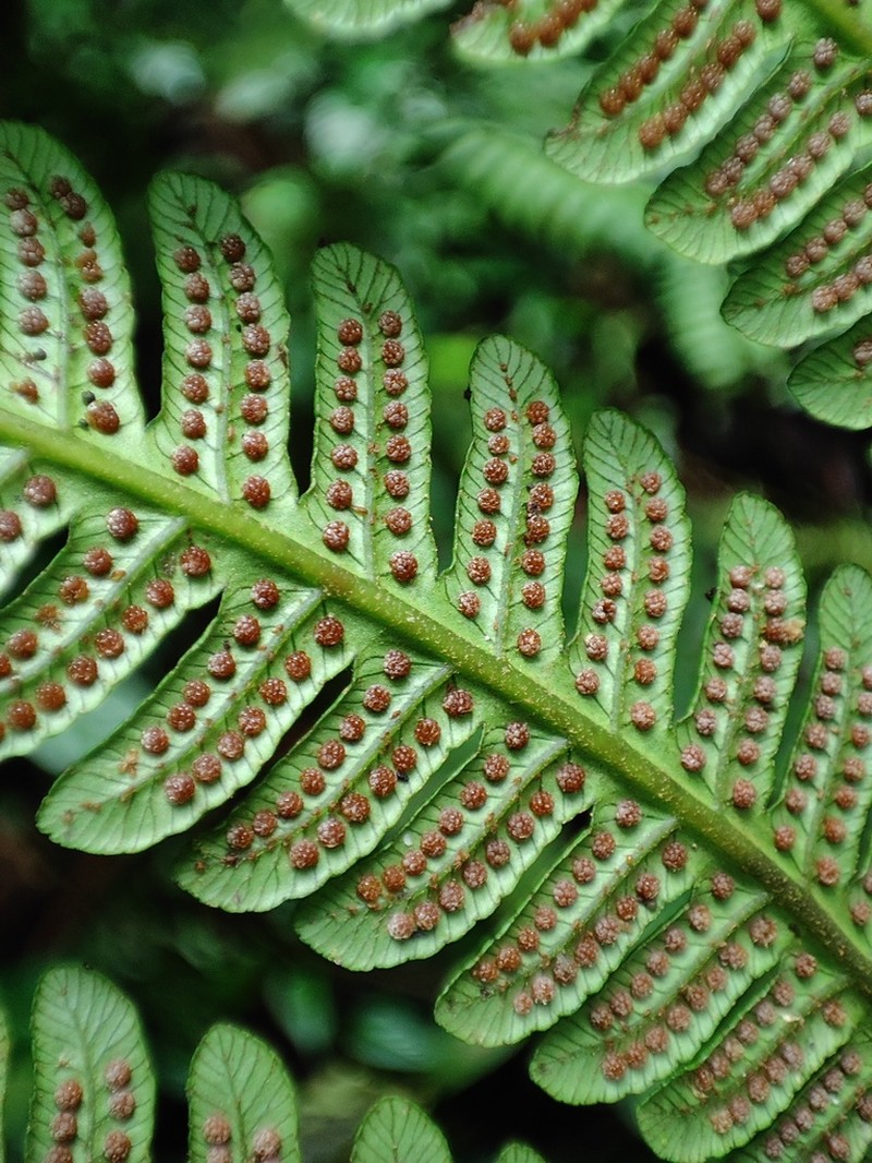 Cyathea nigripes photo 2