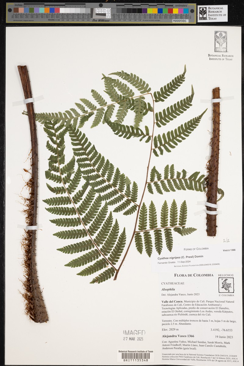 Cyathea nigripes photo 3