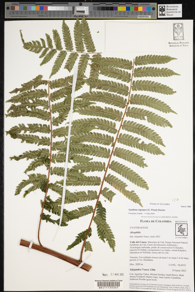 Cyathea nigripes photo 4