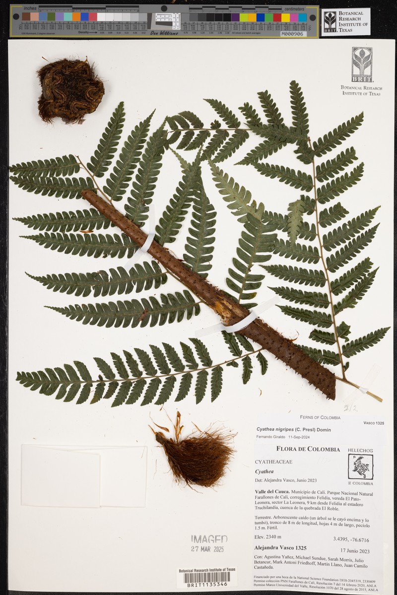Cyathea nigripes photo 5