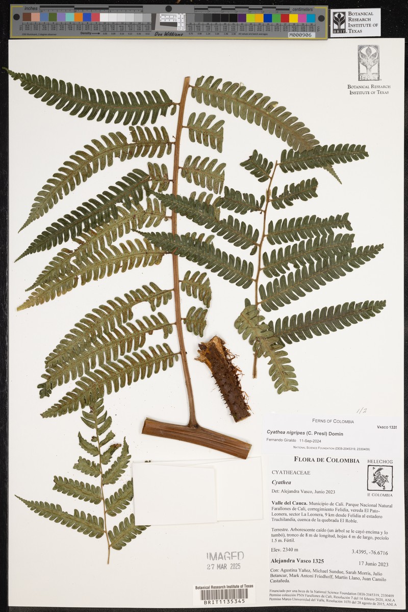 Cyathea nigripes photo 6