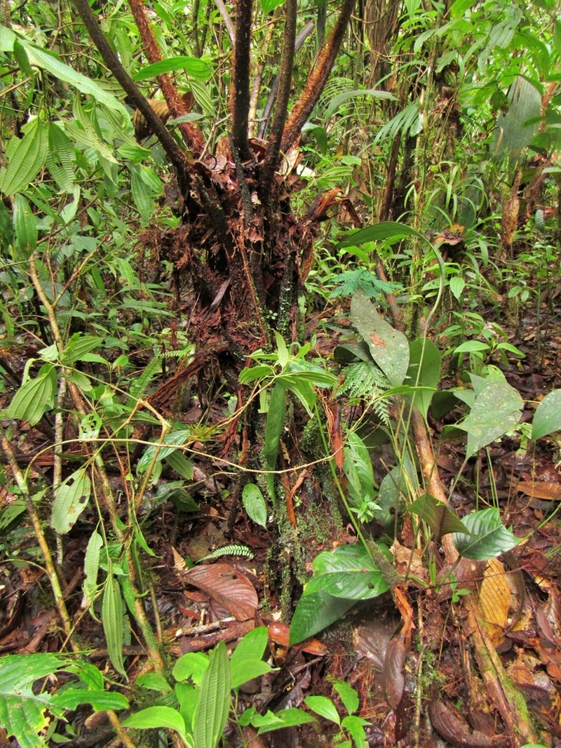 Cyathea nodulifera photo 2