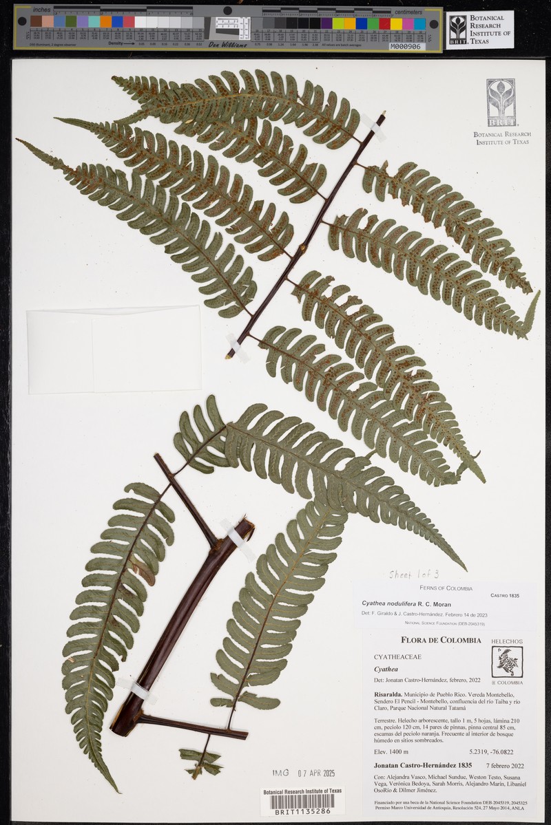 Cyathea nodulifera photo 3