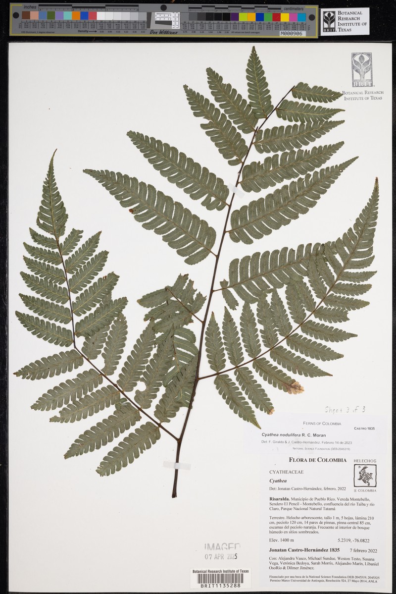 Cyathea nodulifera photo 4