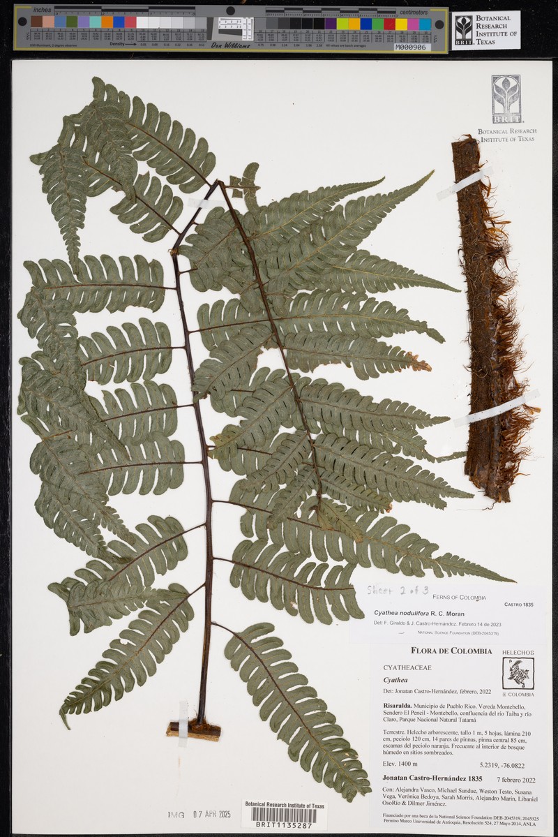 Cyathea nodulifera photo 5
