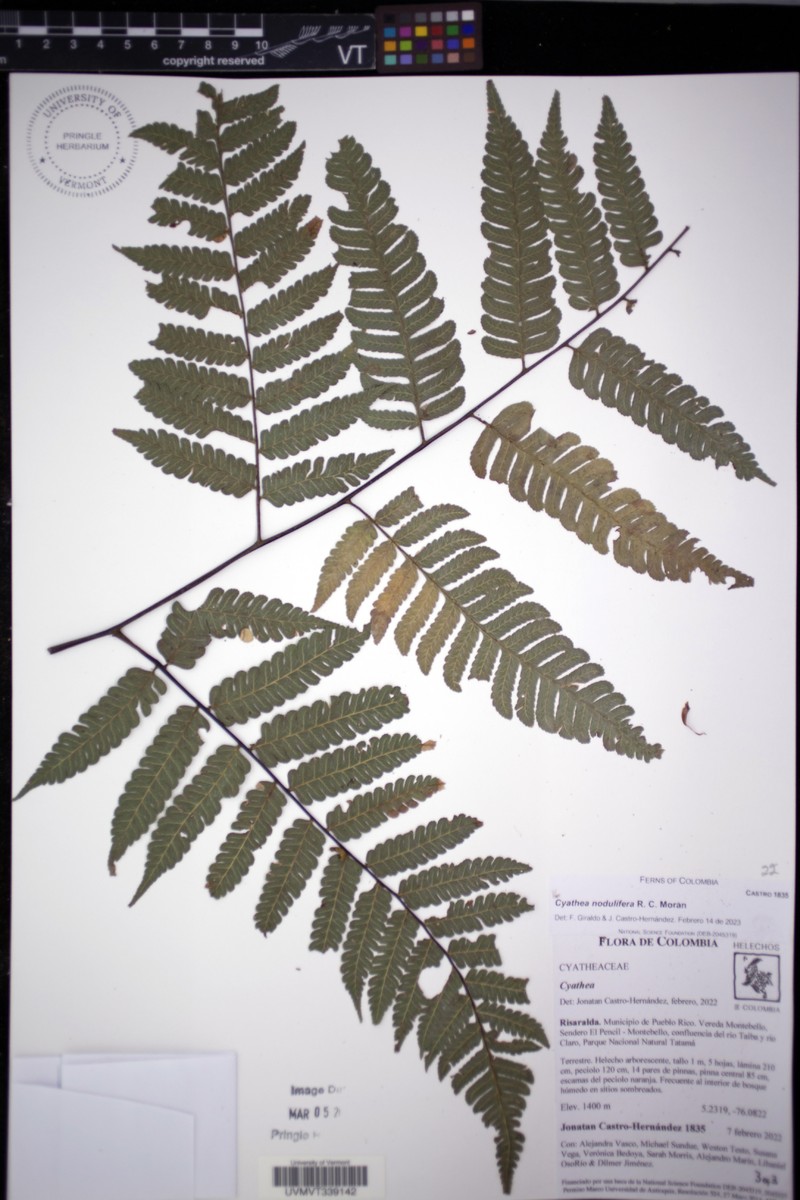 Cyathea nodulifera photo 6
