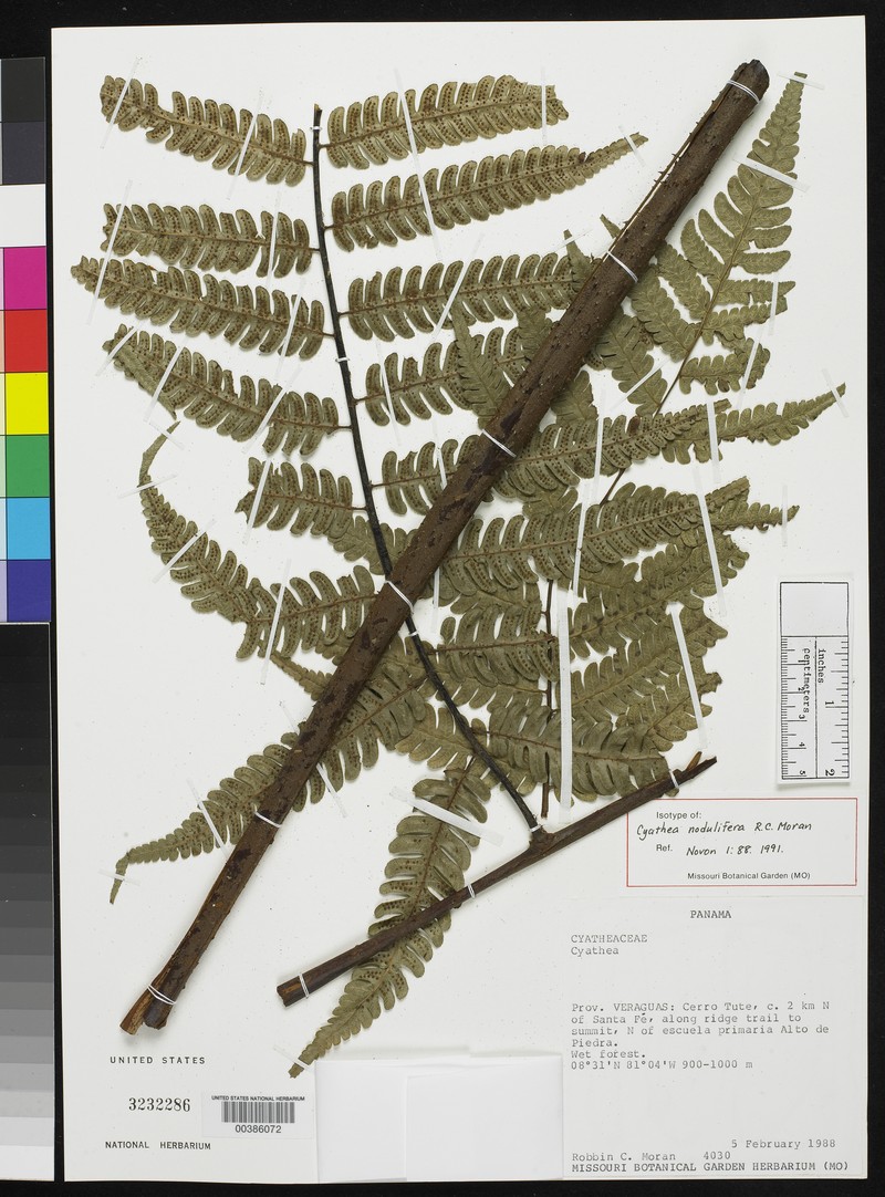 Cyathea nodulifera
