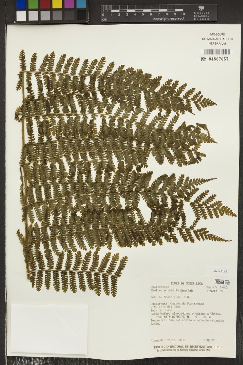 Cyathea notabilis