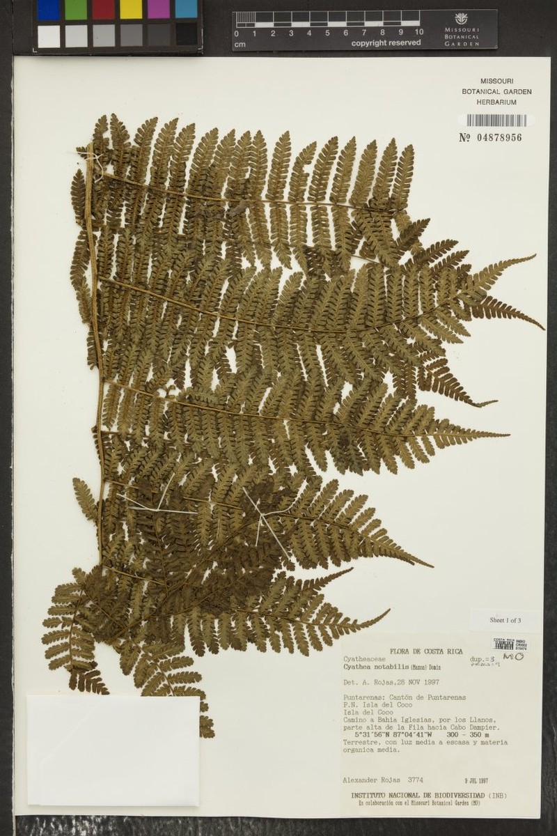 Cyathea notabilis photo 2