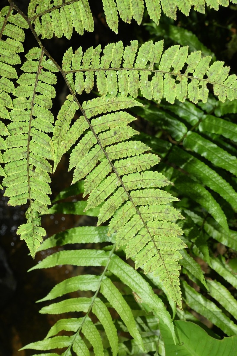 Cyathea oblonga