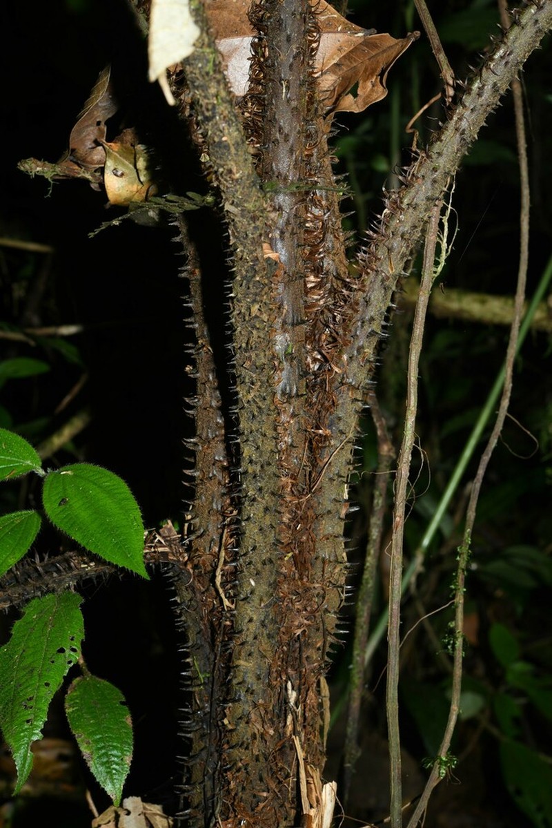 Cyathea oblonga photo 2