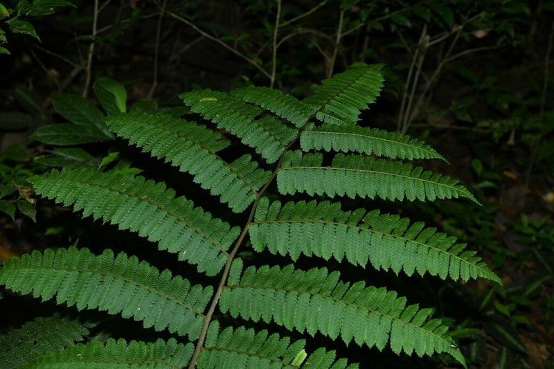 Cyathea oblonga photo 3