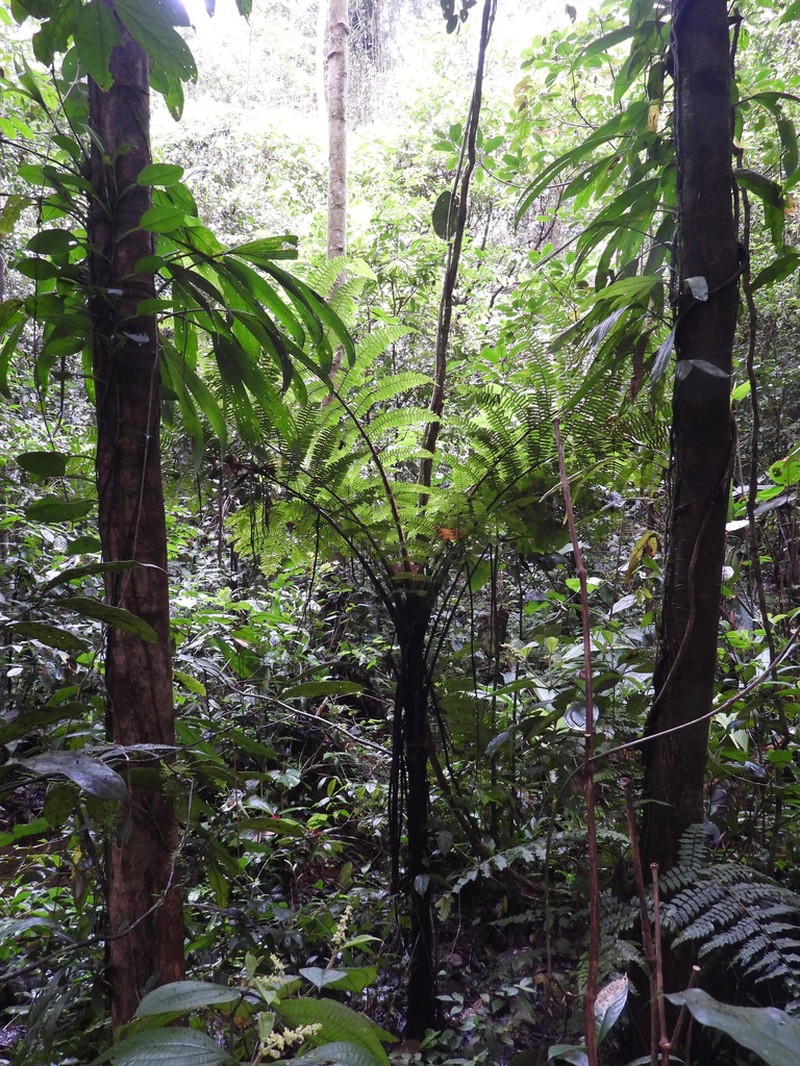 Cyathea oblonga photo 4