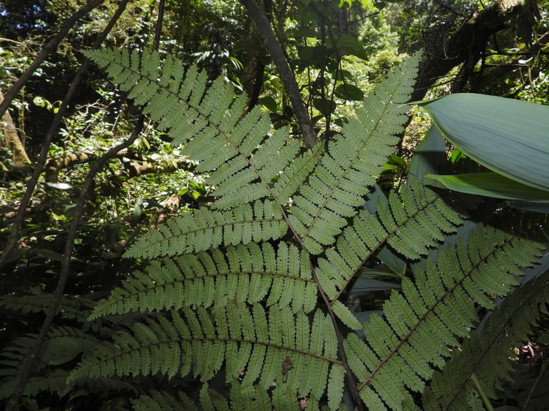 Cyathea oblonga photo 5