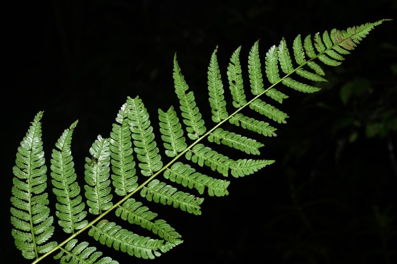 Cyathea oblonga photo 6