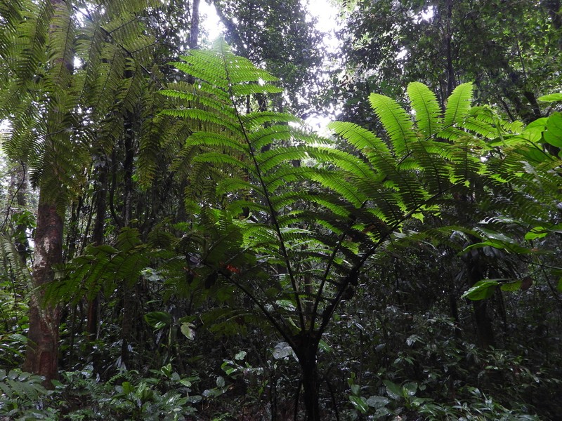 Cyathea oblonga photo 7